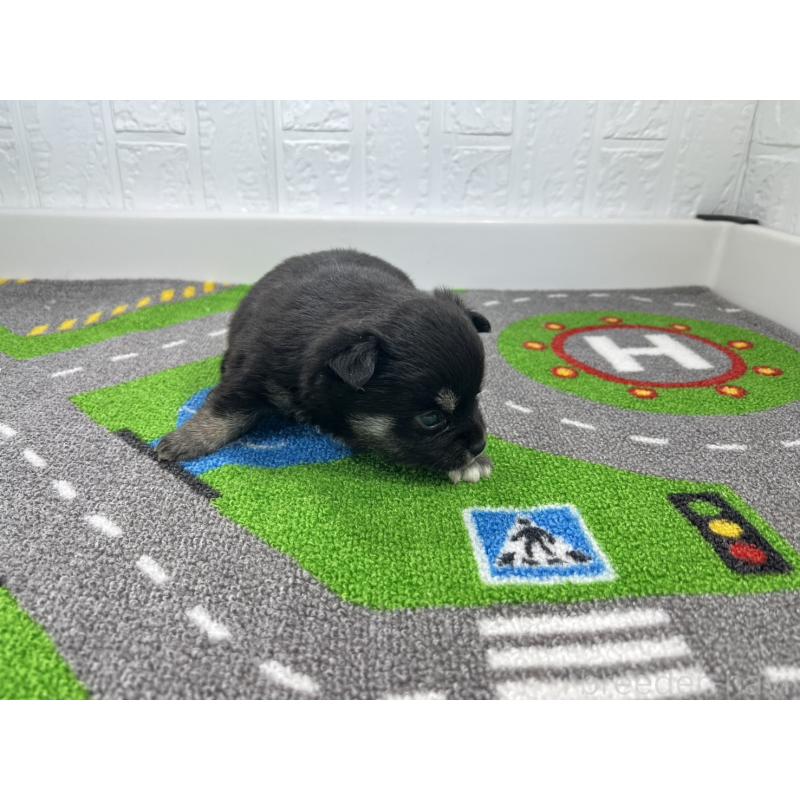 販売中の愛知県の豆柴-452195の4枚目