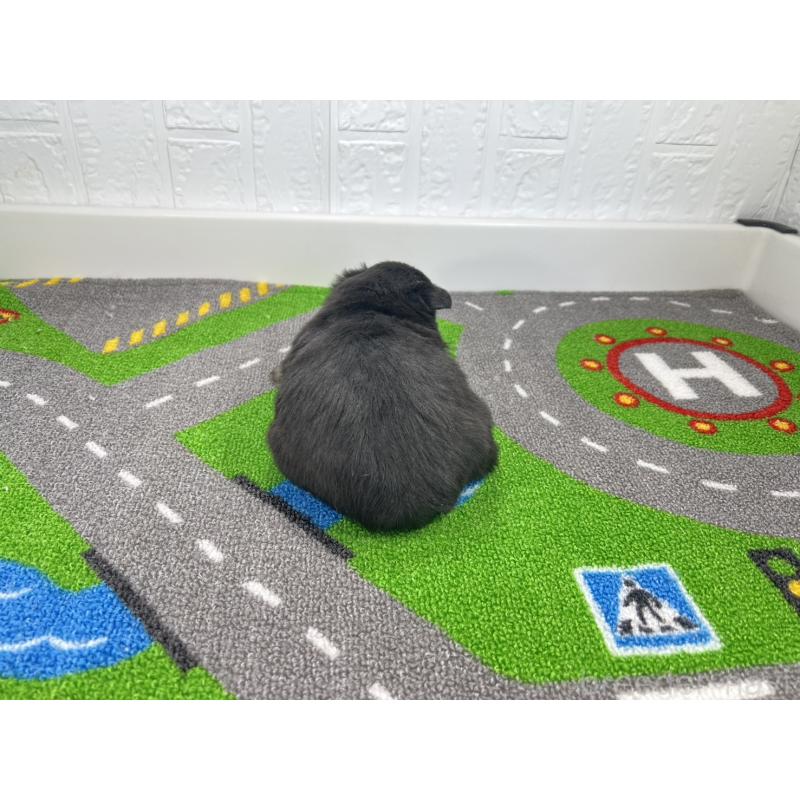 販売中の愛知県の豆柴-452195の3枚目