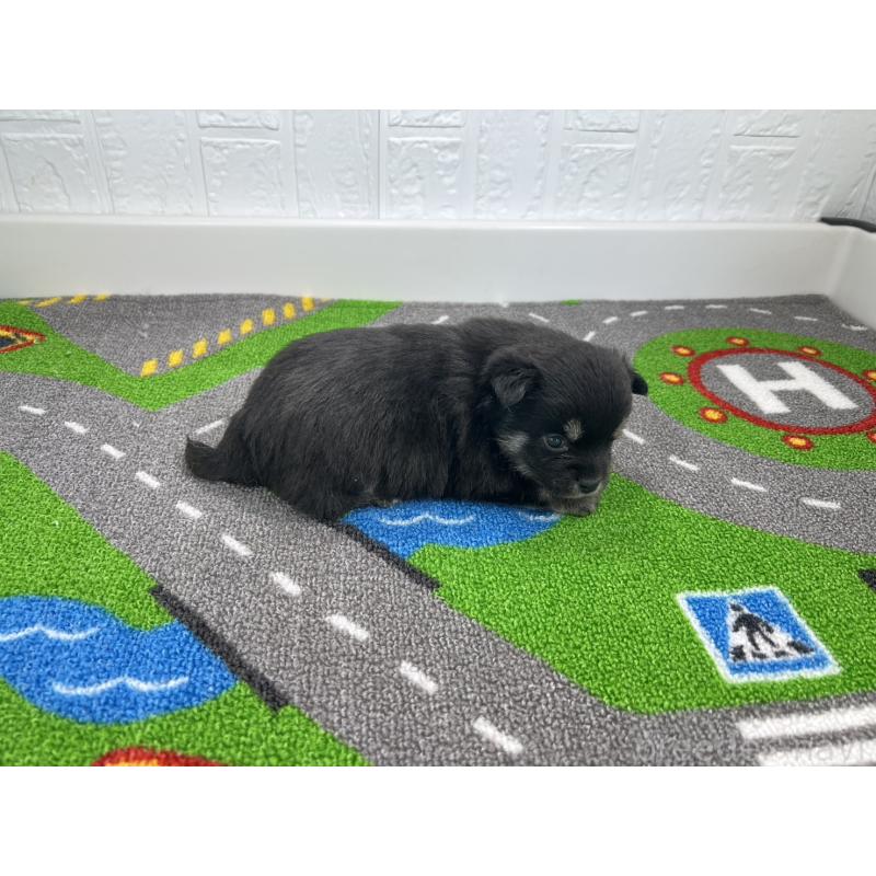 販売中の愛知県の豆柴-452195の2枚目