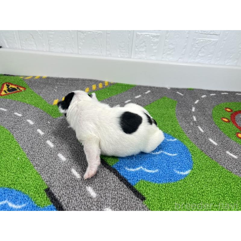 販売中の愛知県のフレンチブルドッグ-452197の6枚目