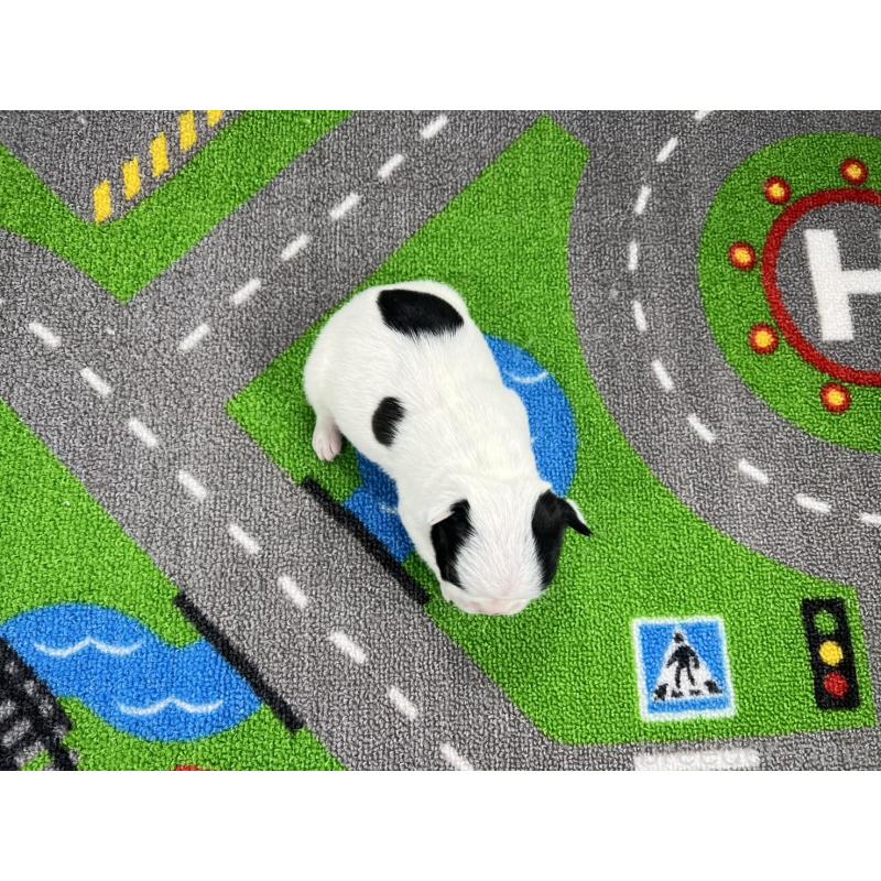 販売中の愛知県のフレンチブルドッグ-452197の5枚目