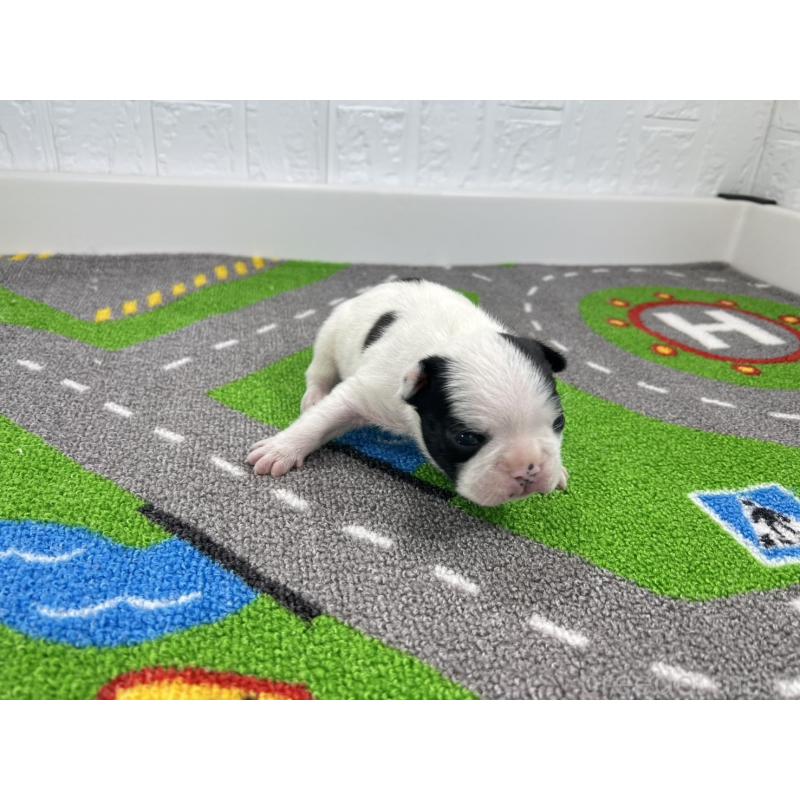 販売中の愛知県のフレンチブルドッグ-452197の4枚目