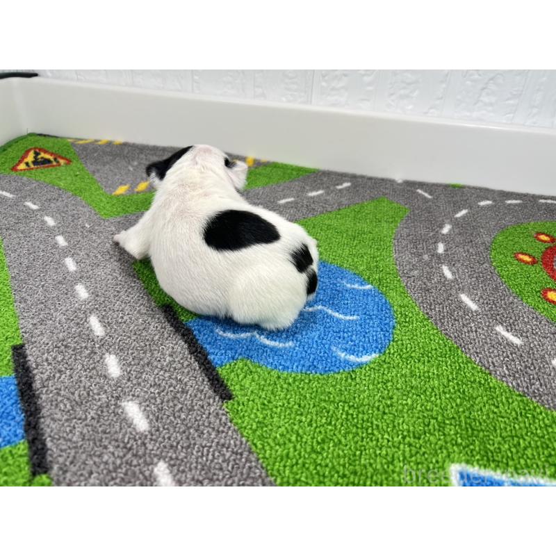 販売中の愛知県のフレンチブルドッグ-452197の3枚目