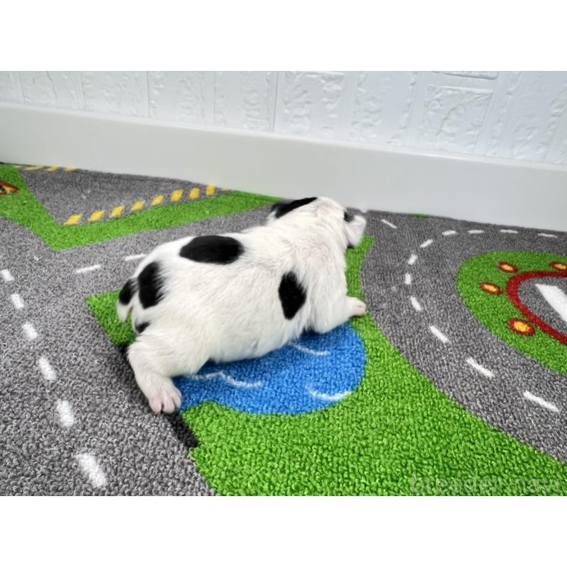 販売中の愛知県のフレンチブルドッグ-452197の2枚目