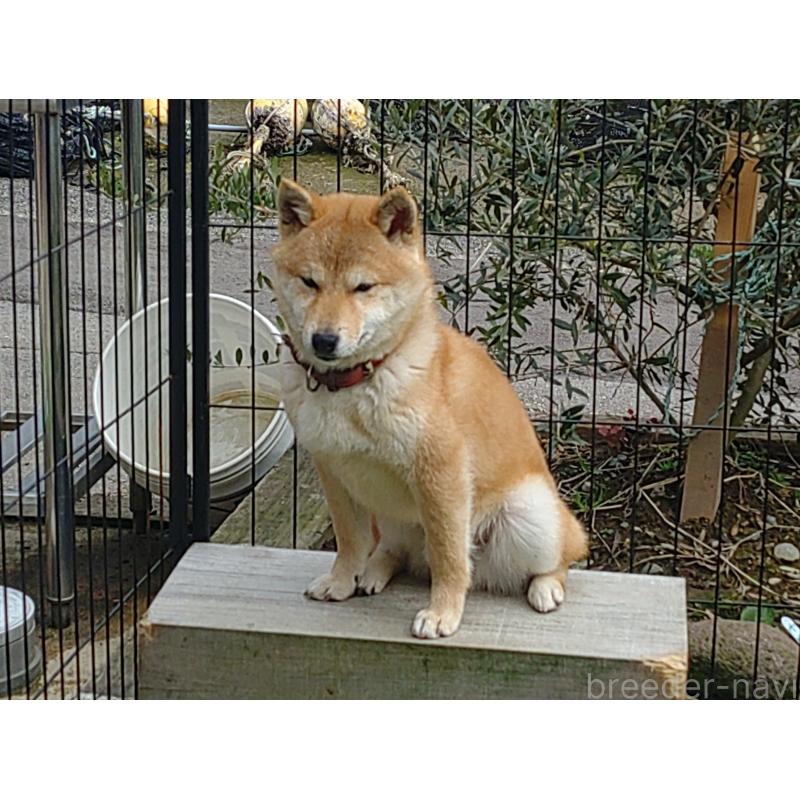 販売中の富山県の豆柴-414633の2枚目