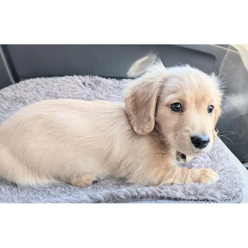 販売中の茨城県のミニチュアダックスフンド(ロングヘアード)-452198の4枚目