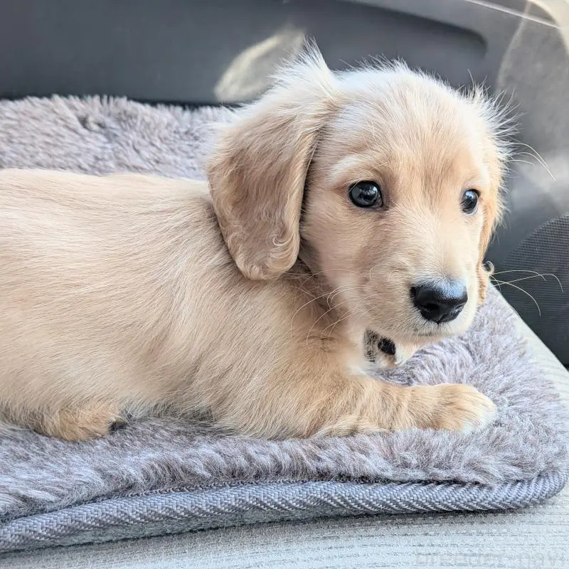 販売中の茨城県のミニチュアダックスフンド(ロングヘアード)-452198の3枚目