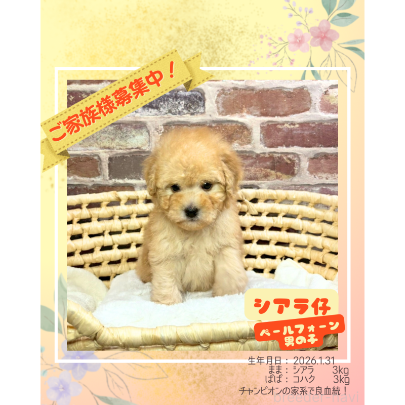 販売中の大阪府のトイプードル-450626