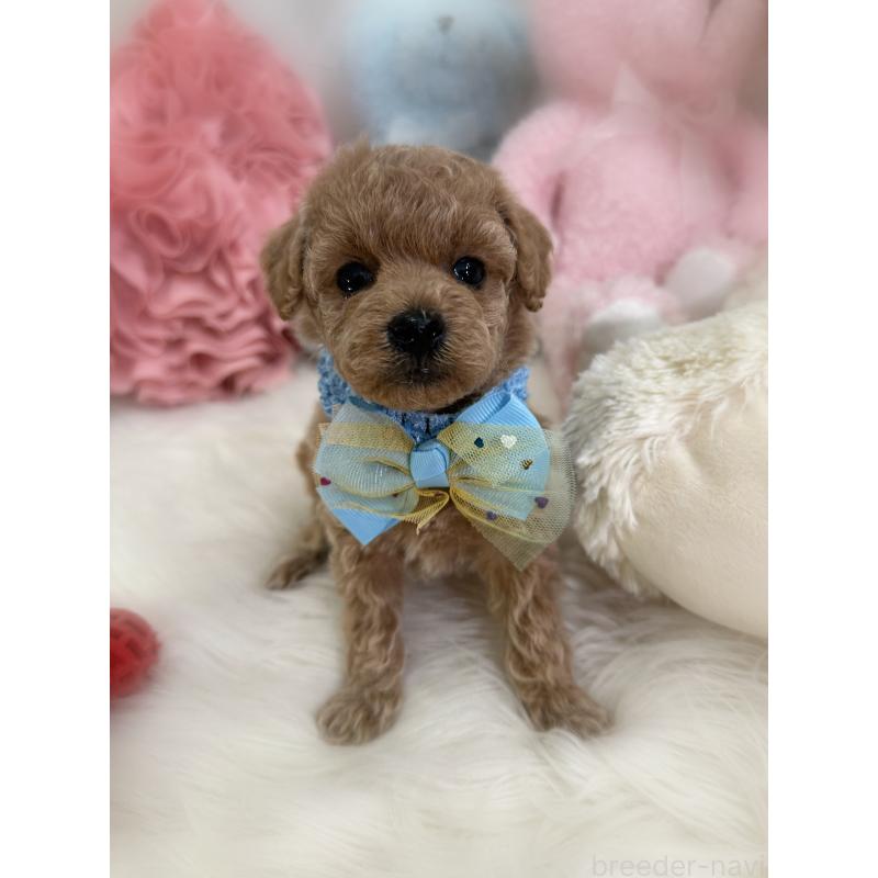 販売中の香川県のトイプードル-452200の5枚目