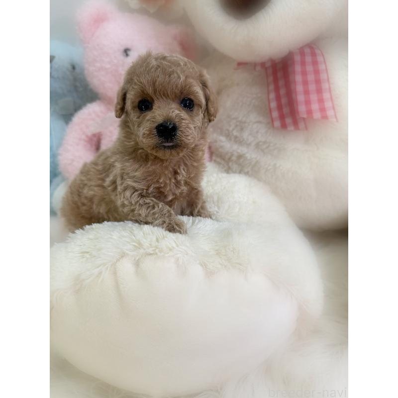 販売中の香川県のトイプードル-452200の4枚目