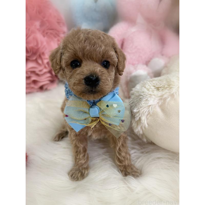 販売中の香川県のトイプードル-452200の3枚目