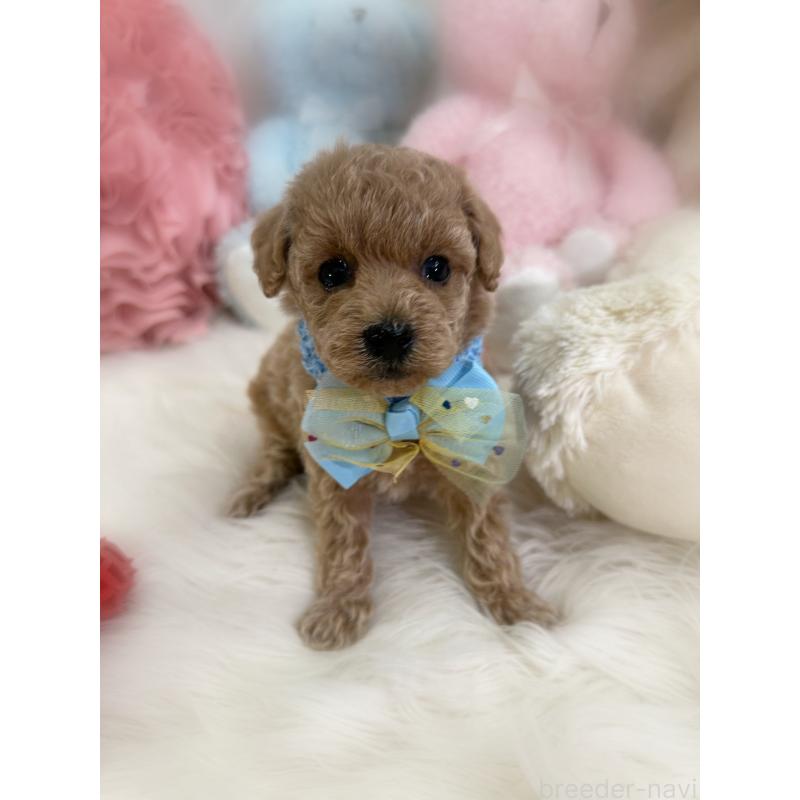 販売中の香川県のトイプードル-452200の2枚目