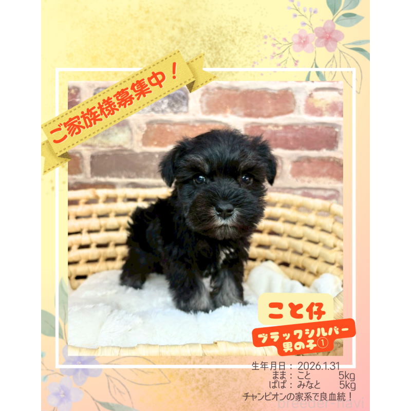 販売中の大阪府のミニチュアシュナウザー-449481