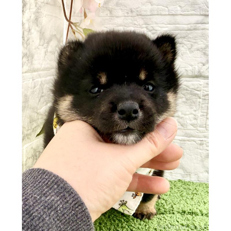 販売中の埼玉県の豆柴-450101の10枚目