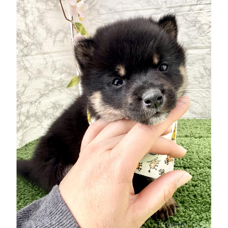 販売中の埼玉県の豆柴-450101の9枚目