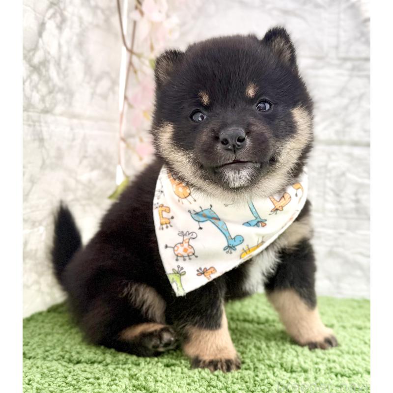 販売中の埼玉県の豆柴-450101の8枚目