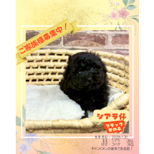 ♀︎トイプードル