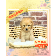 ♀︎トイプードル