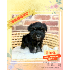 ♀︎ミニチュアシュナウザー