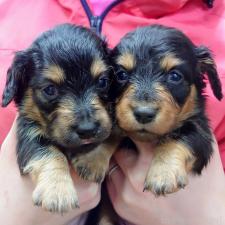 ♀︎ミニチュアダックスフンド(ロングヘアード)