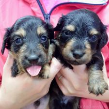 ♀︎ミニチュアダックスフンド(ロングヘアード)