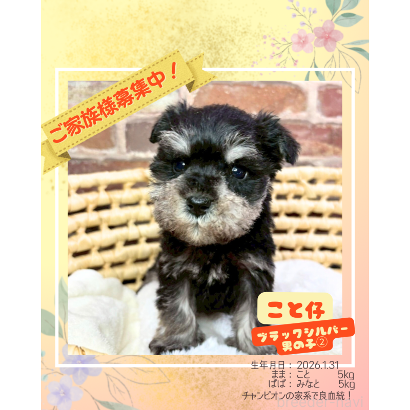販売中の大阪府のミニチュアシュナウザー-449479