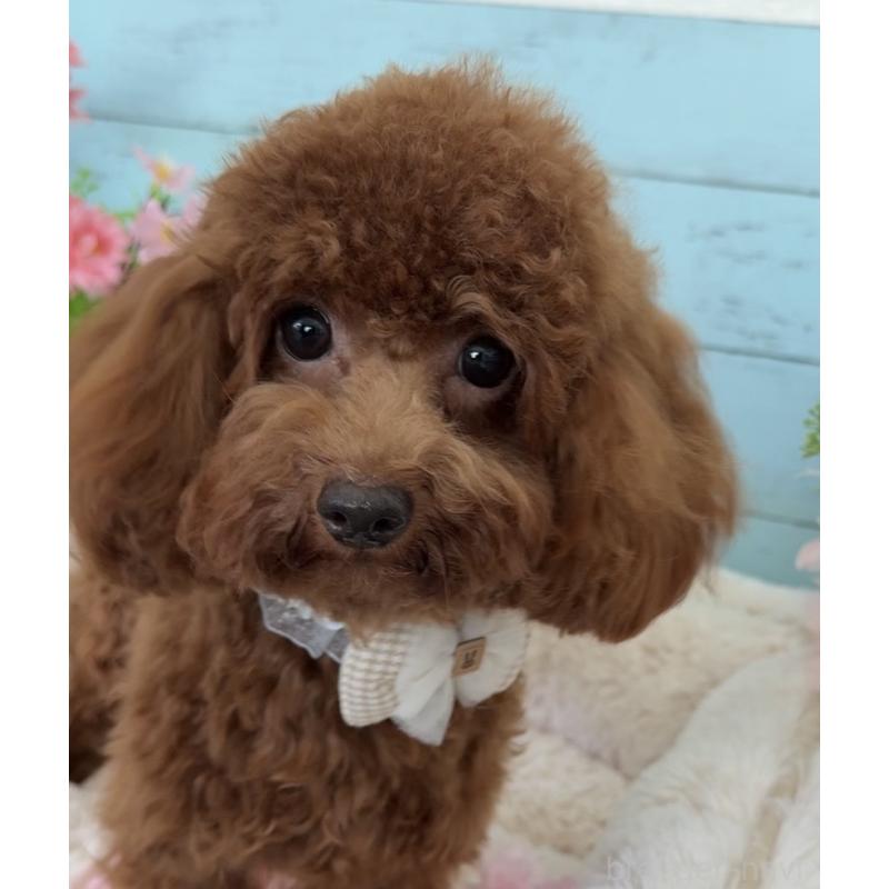 販売中の埼玉県のタイニープードル-384284の9枚目