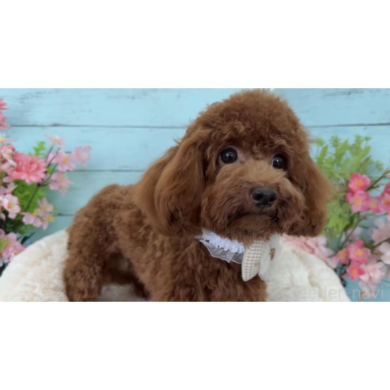 販売中の埼玉県のタイニープードル-384284の8枚目