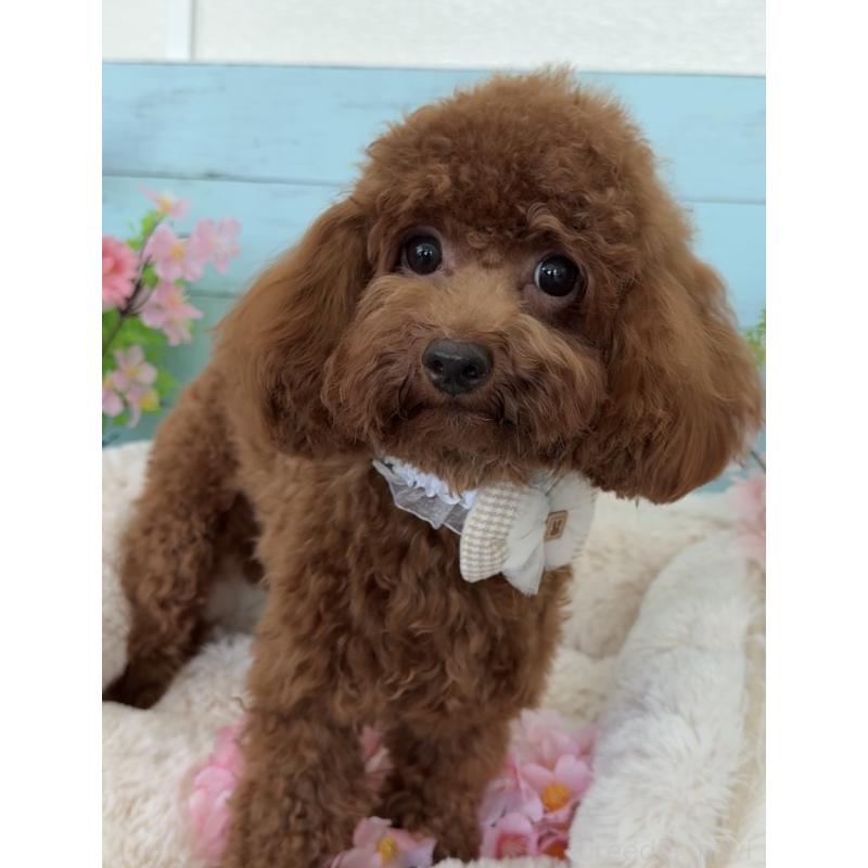 販売中の埼玉県のタイニープードル-384284の7枚目