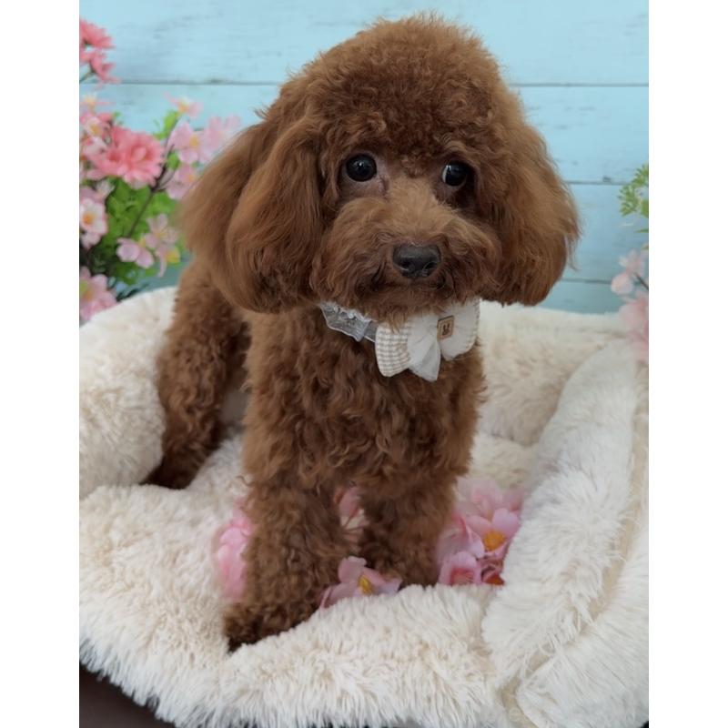 販売中の埼玉県のタイニープードル-384284の6枚目