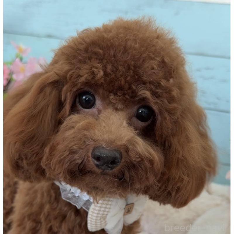 販売中の埼玉県のタイニープードル-384284の5枚目