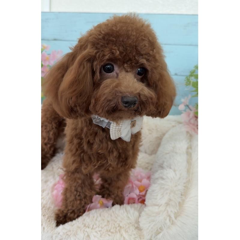 販売中の埼玉県のタイニープードル-384284の4枚目