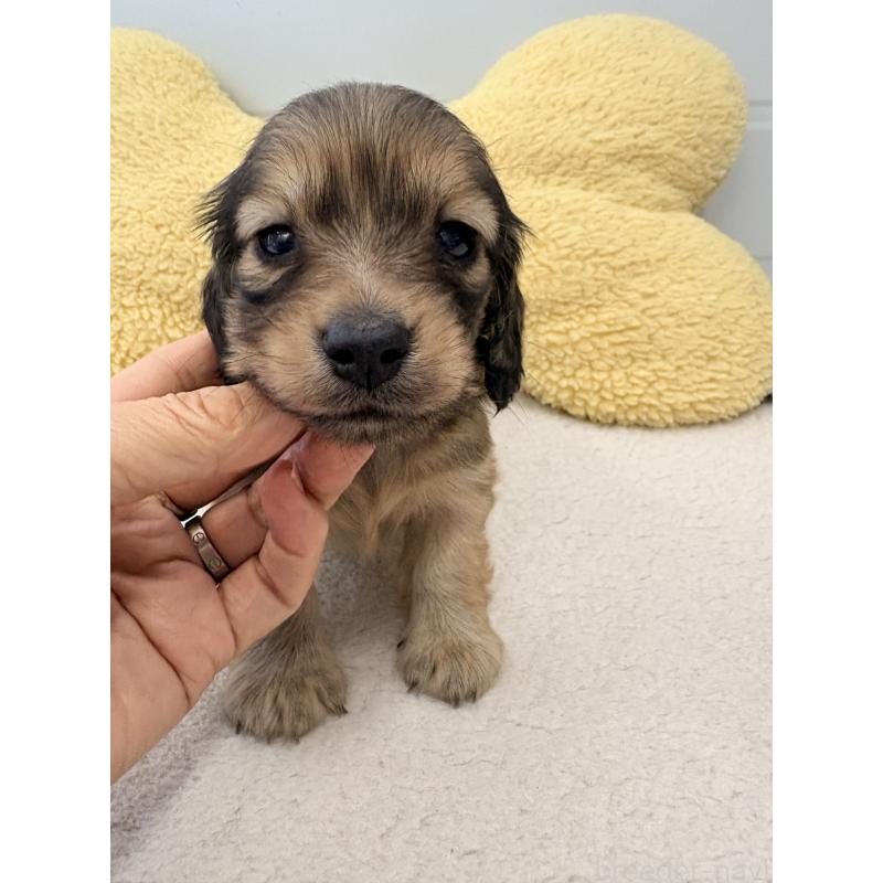 販売中の千葉県のカニンヘンダックスフンド(ロングヘアード)-452203の6枚目