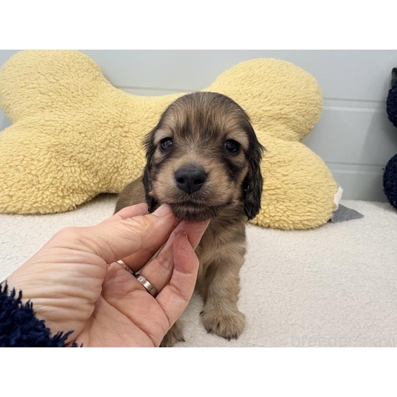 販売中の千葉県のカニンヘンダックスフンド(ロングヘアード)-452203の4枚目