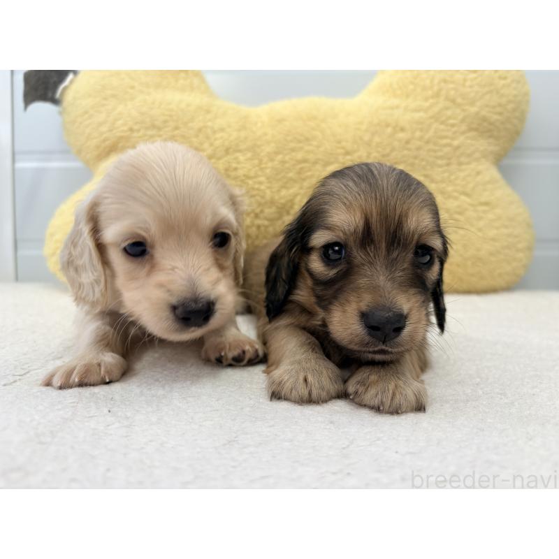 販売中の千葉県のカニンヘンダックスフンド(ロングヘアード)-452203の3枚目