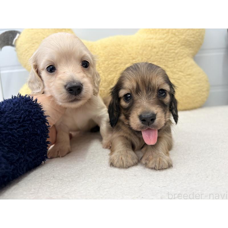 販売中の千葉県のカニンヘンダックスフンド(ロングヘアード)-452203の2枚目