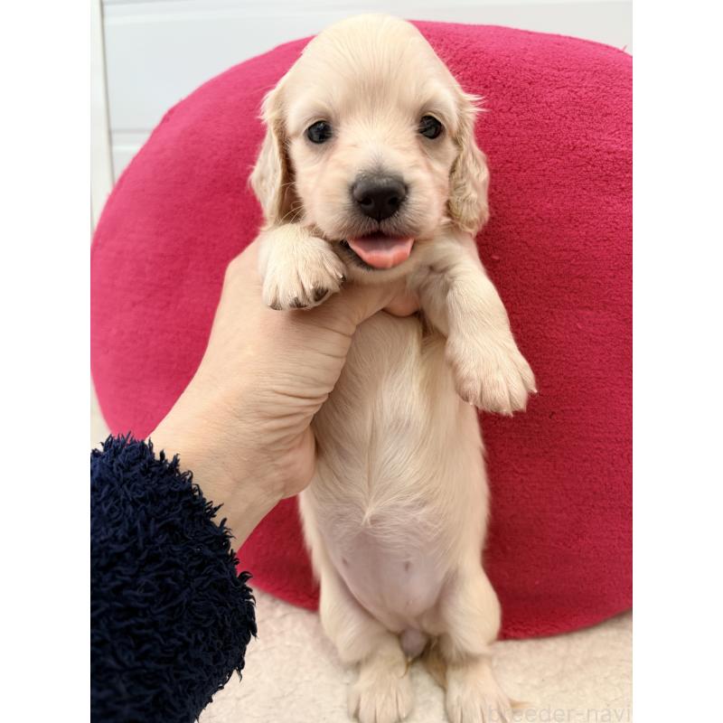 販売中の千葉県のカニンヘンダックスフンド(ロングヘアード)-452204の6枚目