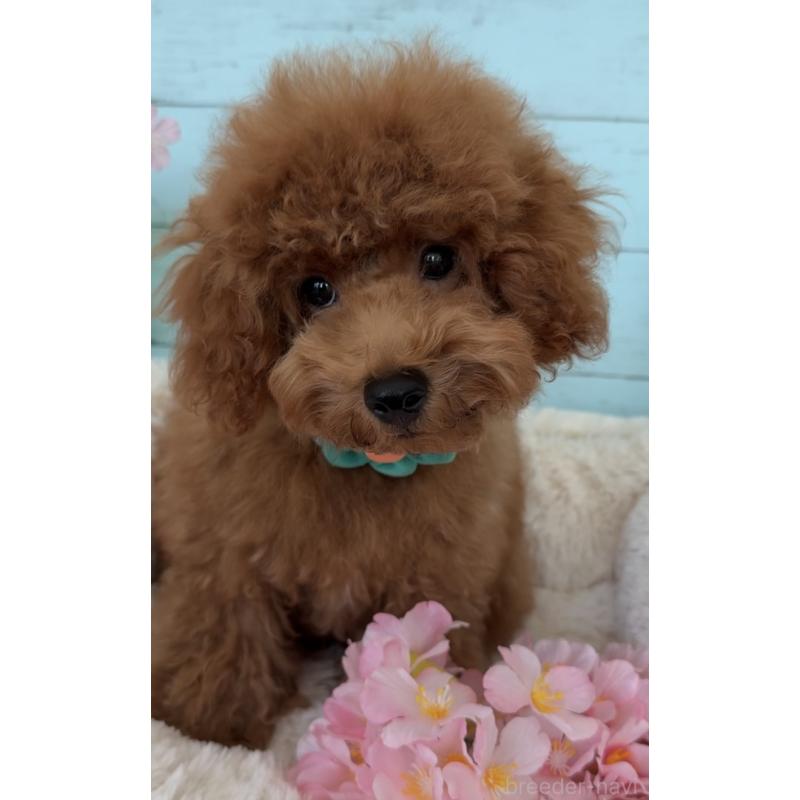 販売中の埼玉県のタイニープードル-436223の9枚目