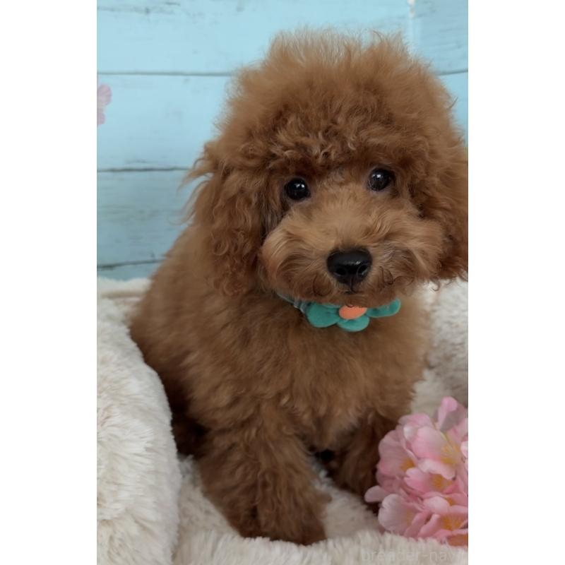 販売中の埼玉県のタイニープードル-436223の8枚目