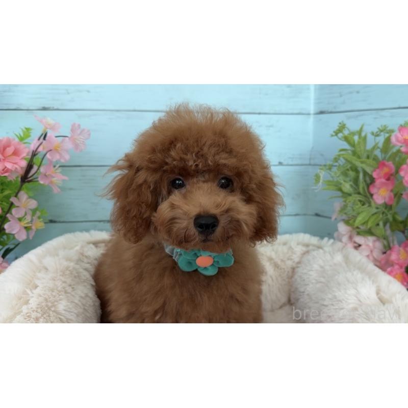 販売中の埼玉県のタイニープードル-436223の7枚目