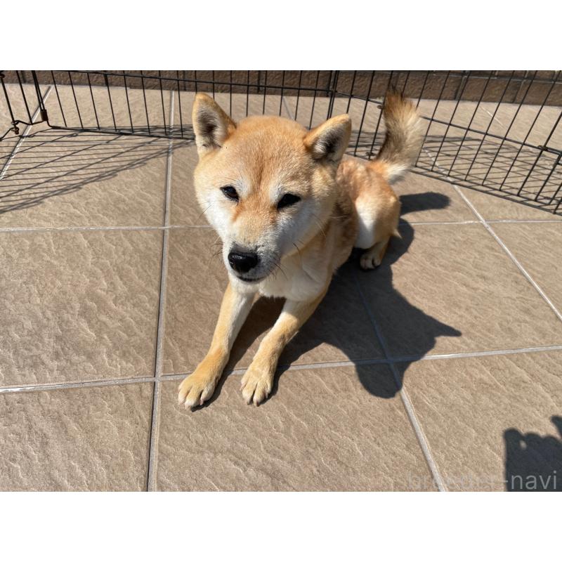 販売中の兵庫県の豆柴-452213の4枚目