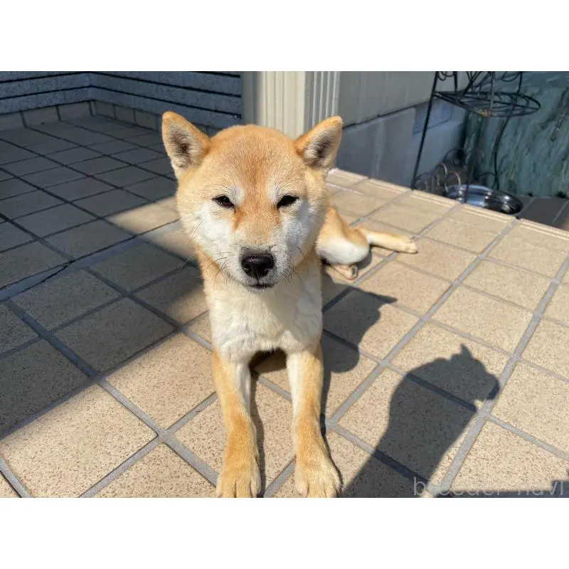 販売中の兵庫県の豆柴-452213の2枚目