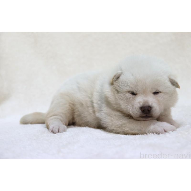 販売中の滋賀県の柴犬-452206の3枚目