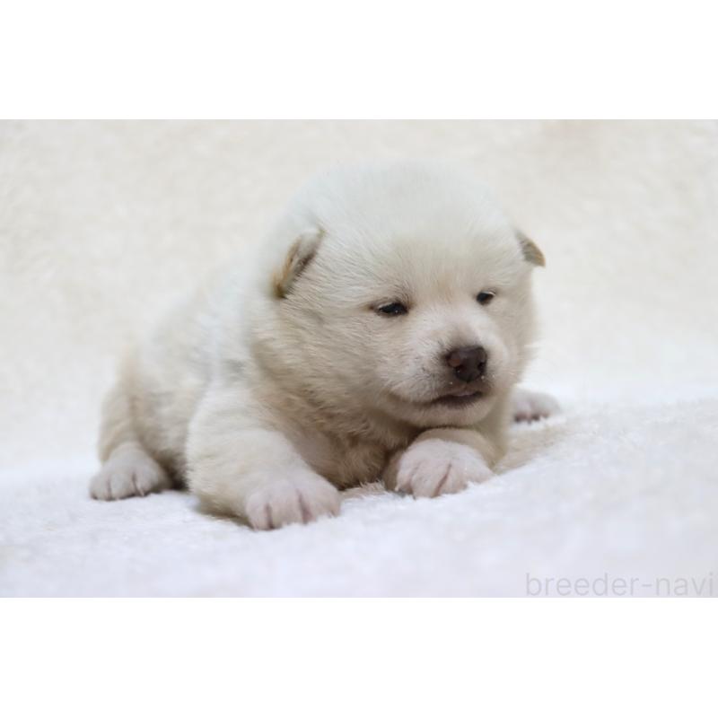 販売中の滋賀県の柴犬-452206の2枚目