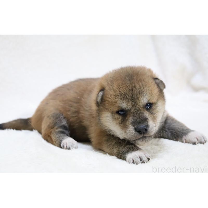 販売中の滋賀県の柴犬-452207の4枚目