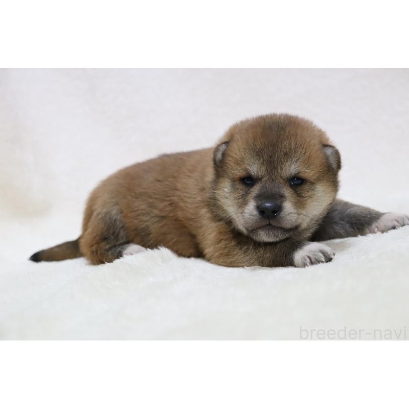 販売中の滋賀県の柴犬-452207の3枚目