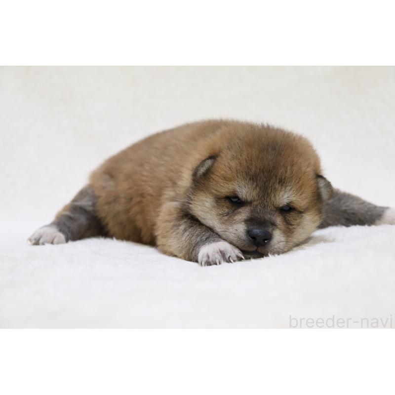 販売中の滋賀県の柴犬-452207の2枚目