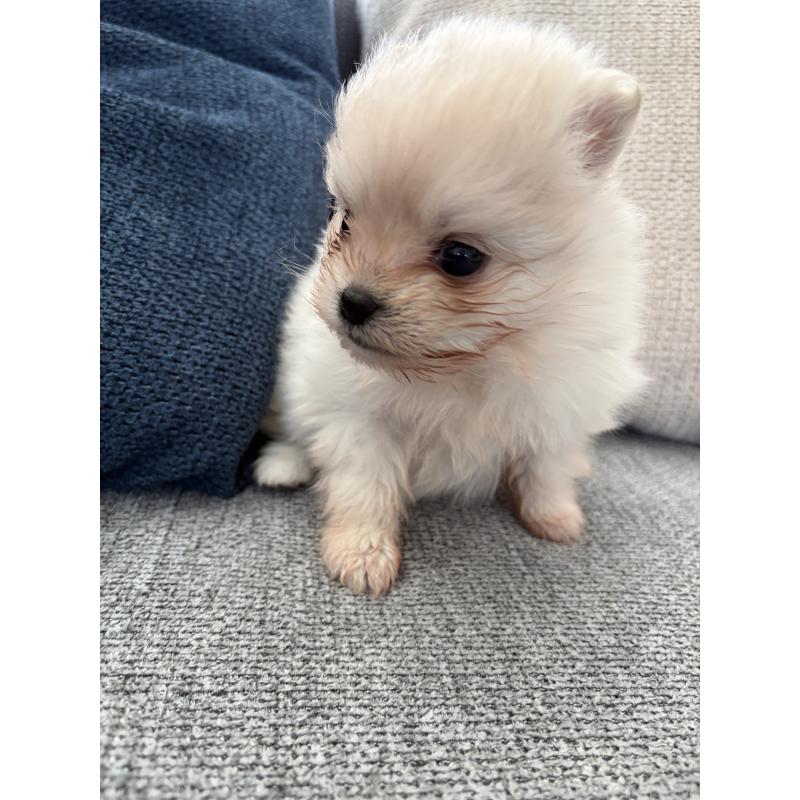 販売中の長野県のポメラニアン-452212の4枚目