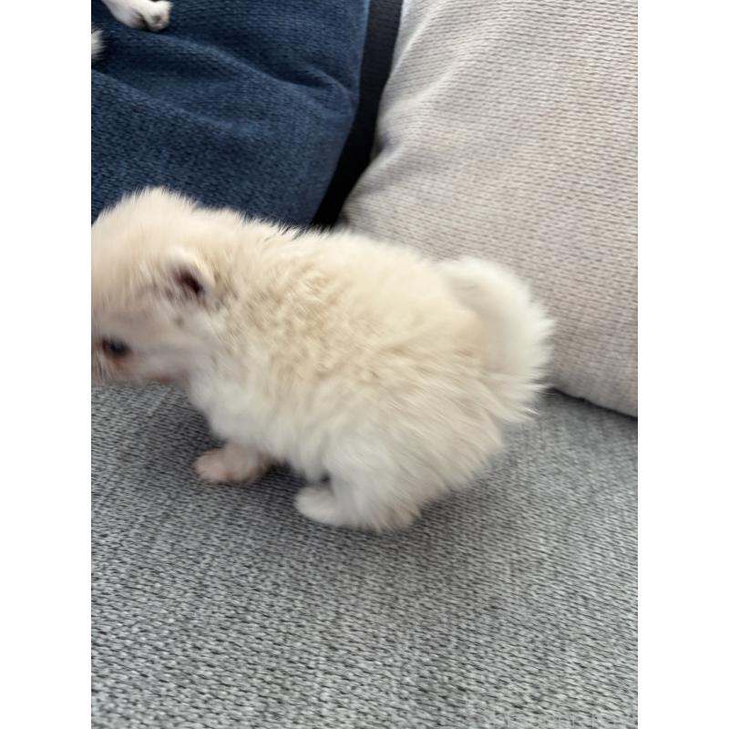 販売中の長野県のポメラニアン-452212の3枚目