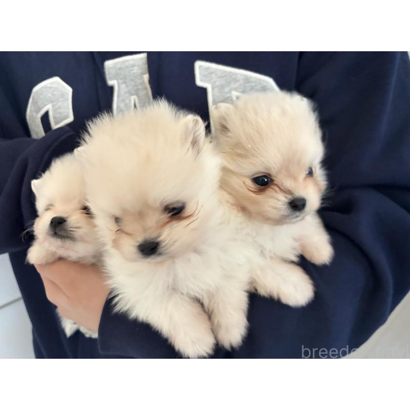 販売中の長野県のポメラニアン-452212の2枚目